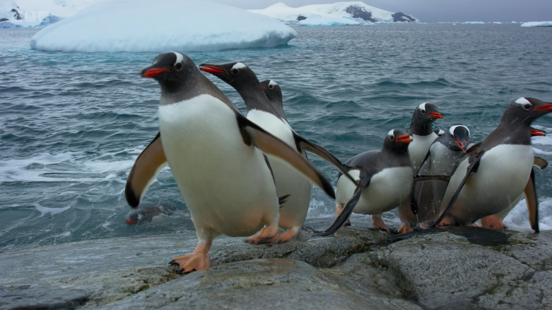 Gentoo penguin (Pygoscelis papua) as shown in Seven Worlds, One Planet - Antarctica